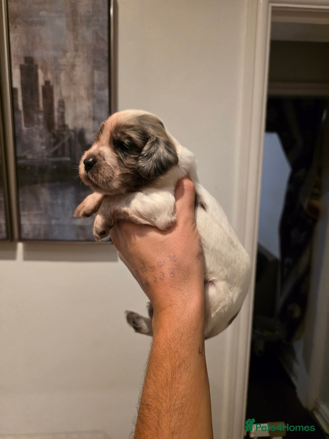 Cocker Spaniel dogs for sale: Kc registered mixed litter - Image 18