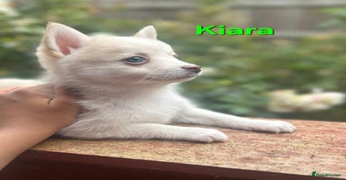 Pomsky dogs - Advert 1