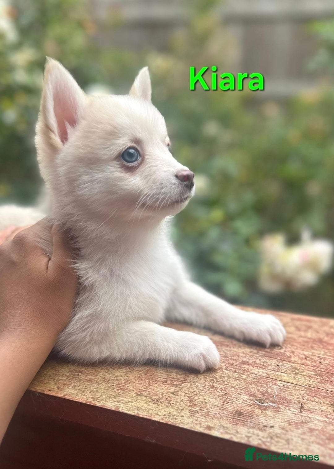 Pomsky dogs for sale: Ready now -Stunning F4 Pomskies, 6kg as adults  - Image 7