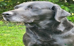 Labrador Retriever dogs for sale: Fully health tested Black Lab  - Image 4