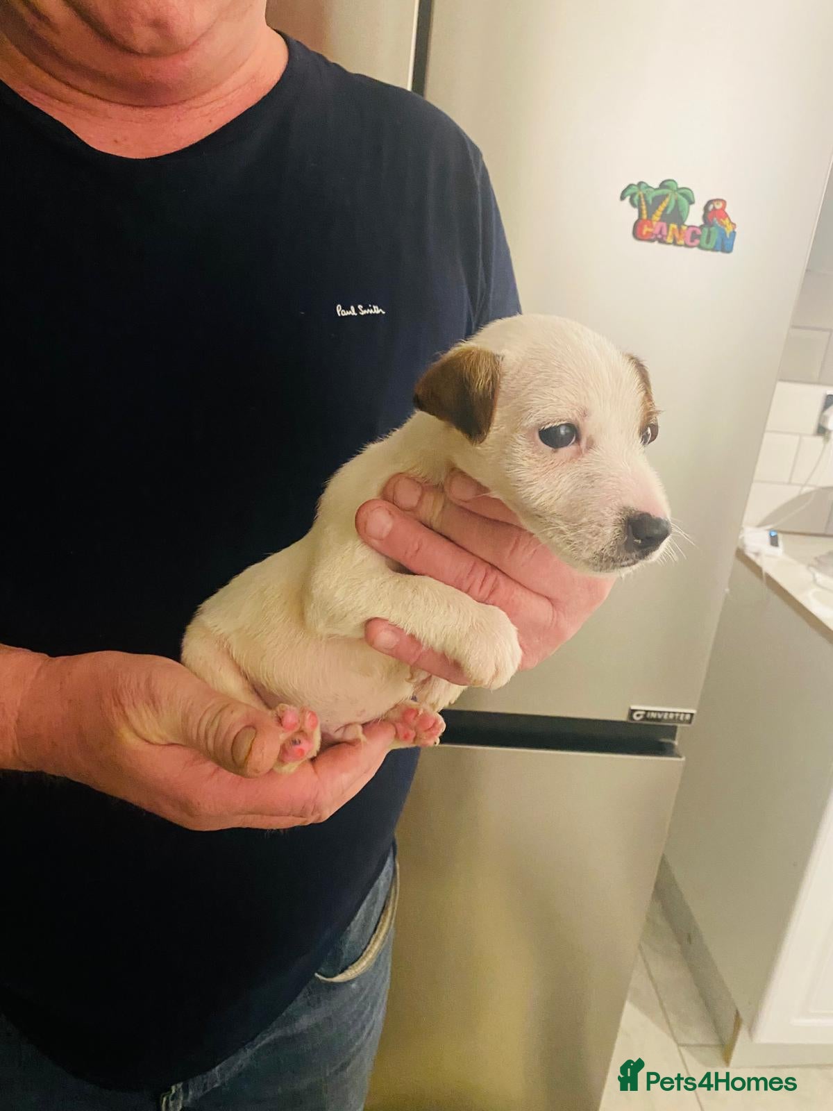 Jack Russell dogs Beautiful Jack Russell boy - Advert 4