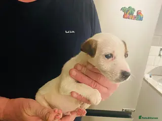 Jack Russell dogs Beautiful Jack Russell boy - Advert 10