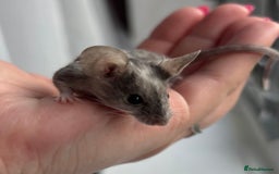 Mouse rodents for sale: 1 Male Mouse - Image 2