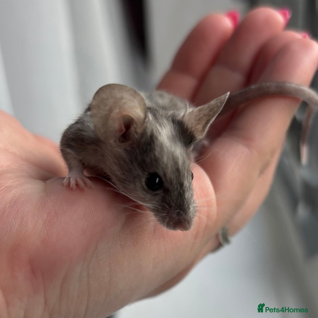 Mouse rodents for sale: 1 Male Mouse - Image 2