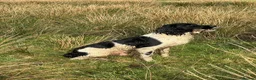 English Springer Spaniel dogs for sale: B/W PLAYFUL LITTER SPRINGER SPANIELS,HEALTH TESTED - Advert 26