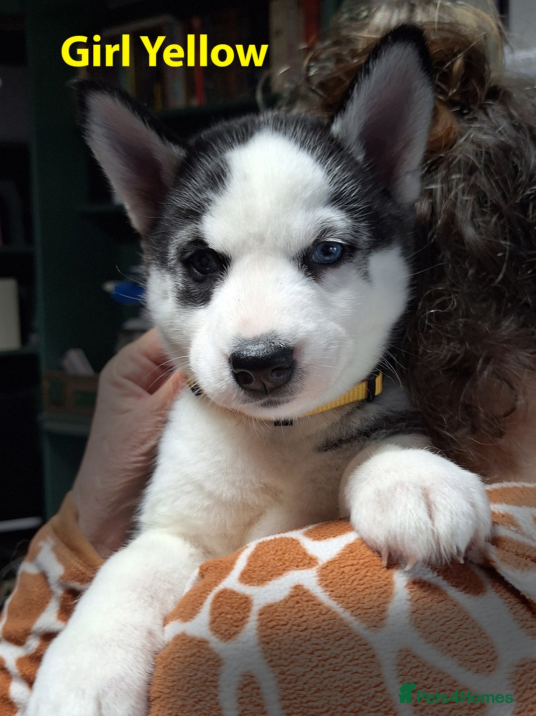 Siberian Husky dogs for sale: Siberian Husky X Pups - Image 6