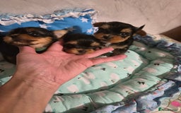 Yorkshire Terrier dogs for sale: 💝Beautiful Miniature Babies from 250g💝 - Image 25