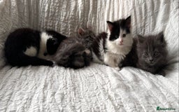 Maine Coon cats for sale: GORGEOUS MAINE COON KITTENS - Image 4