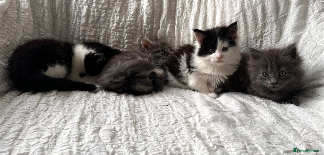 Maine Coon cats for sale: GORGEOUS MAINE COON KITTENS - Image 4