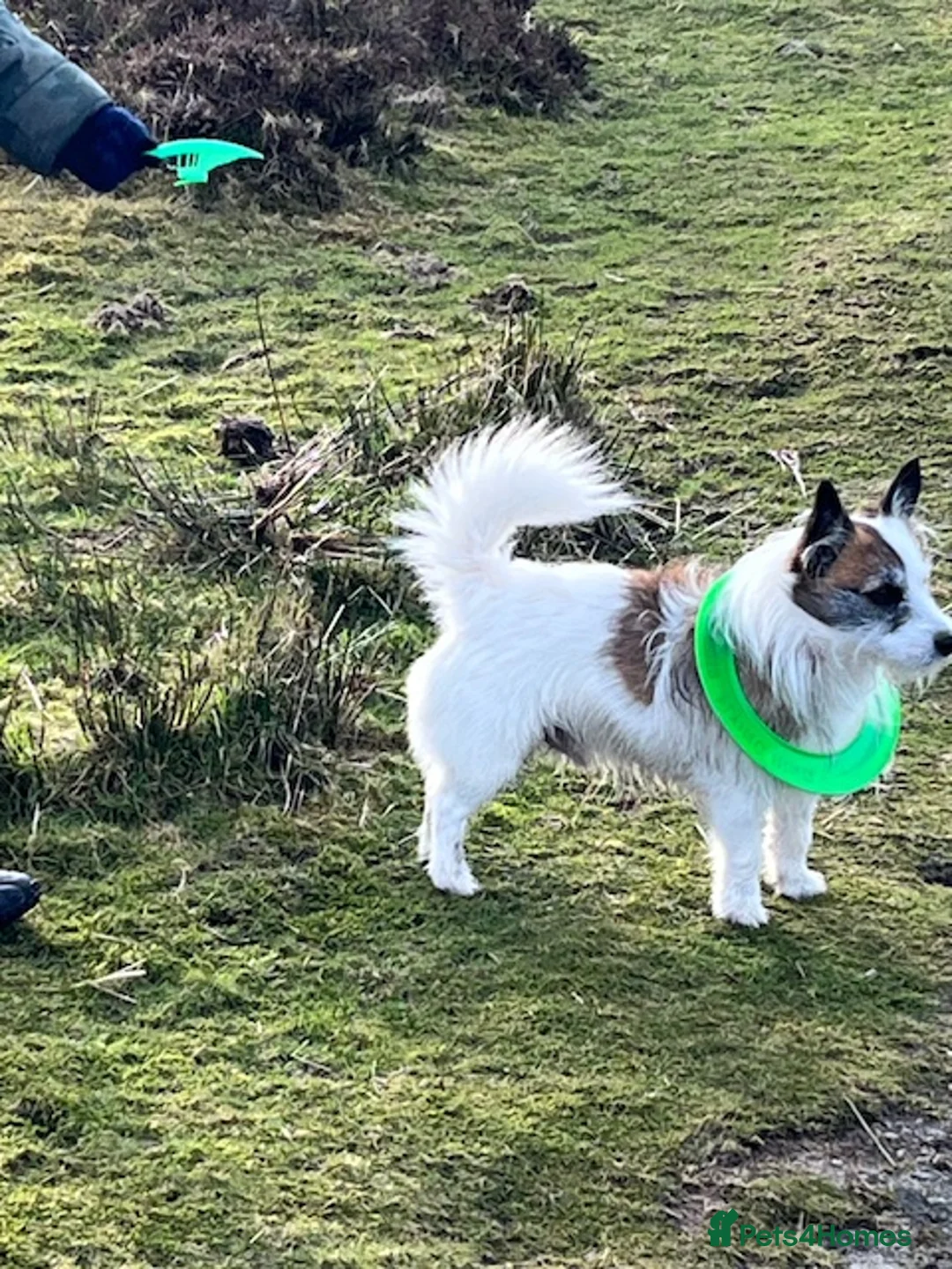 Jack Russell dogs for stud: Robbie for Stud in Exeter - Advert 2