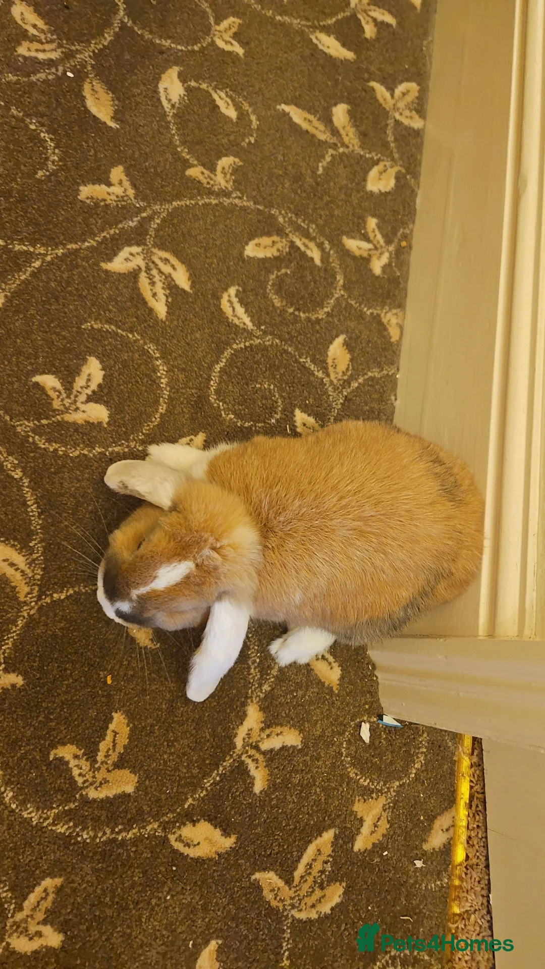 Mixed Breed rabbits for sale: Flopsy in Grimsby - Advert 2