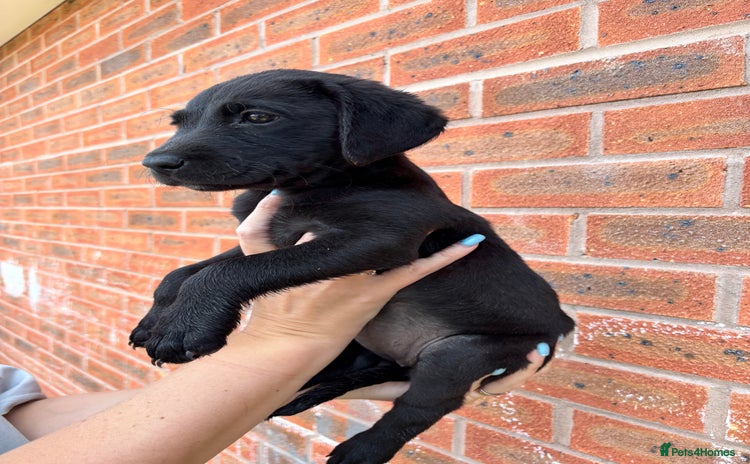 Labrador Retriever dogs - Advert 2