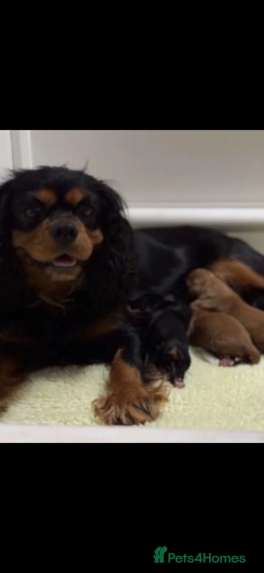 Cavapoo dogs for sale: Hybrid F1 toy Cavapoo puppies - Advert 2