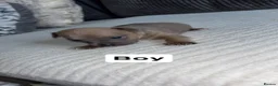 Jack Russell dogs for sale: 9 beautiful jack russells  in Evesham - Advert 10