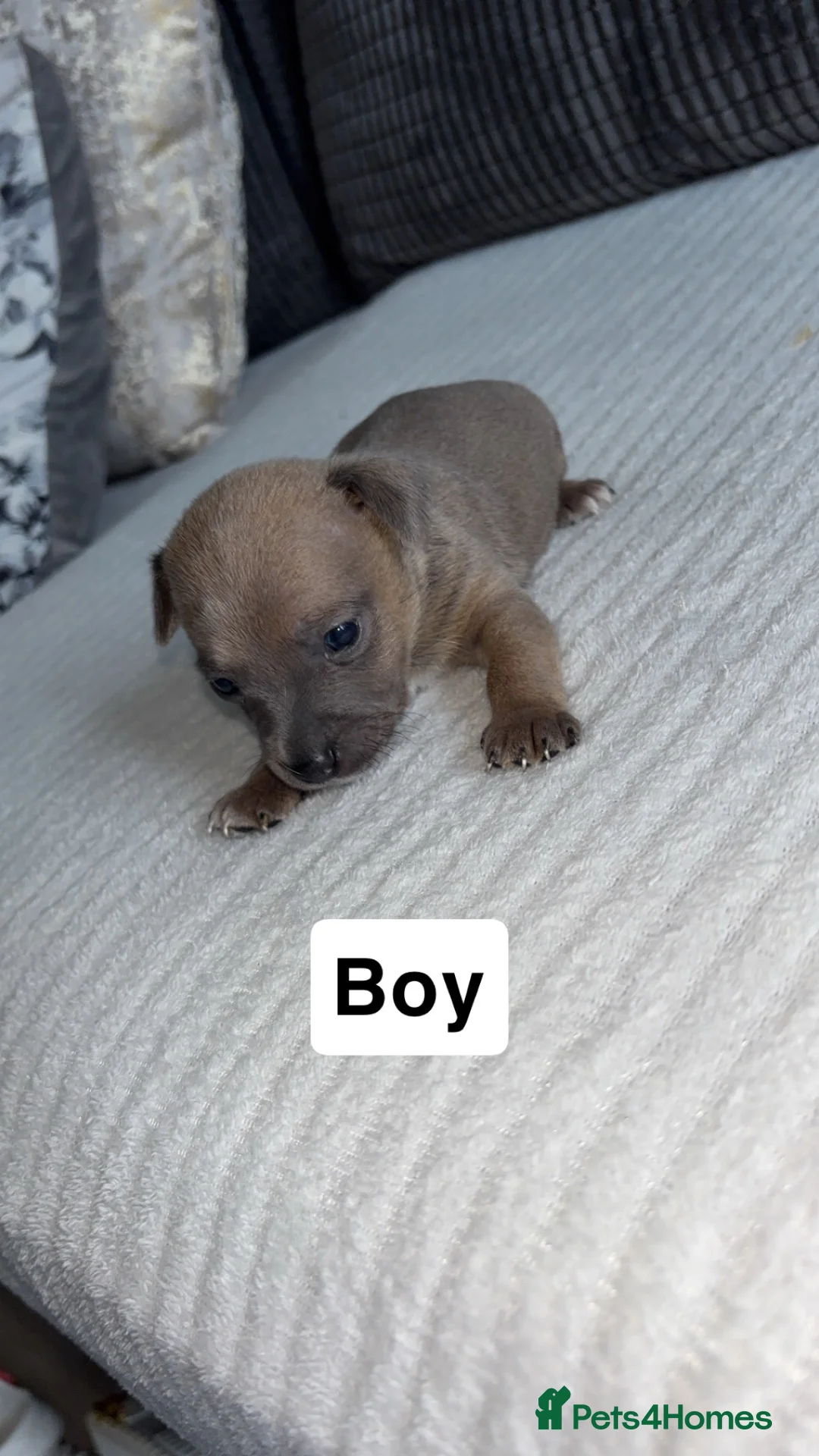 Jack Russell dogs for sale: 9 beautiful jack russells  in Evesham - Advert 10