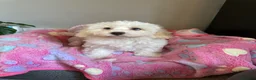 Mixed Breed dogs for sale: Last Girl Remaining - Beautiful Shihpoochon Puppy - Advert 2