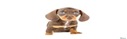 Miniature Dachshund dogs for sale: Kc reg miniature dachshunds  - Advert 26