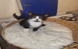 Mixed Breed cats for sale: Playful kittens dog savvy - Image 5
