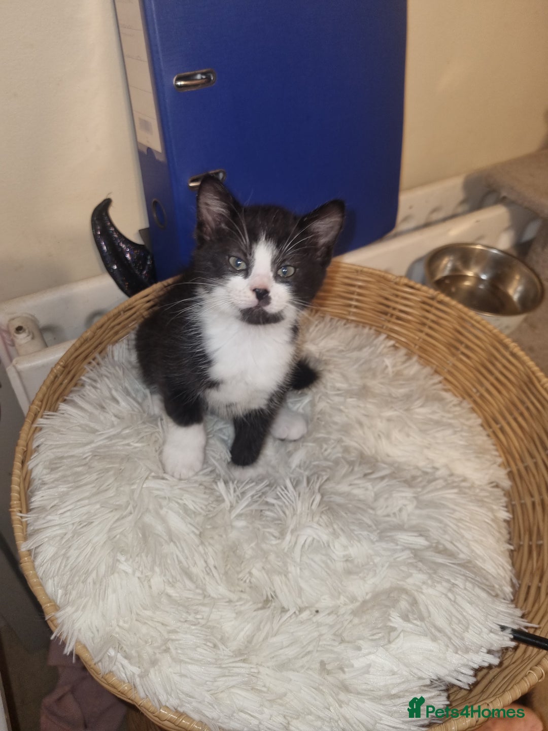 Mixed Breed cats for sale: Playful kittens dog savvy - Image 5