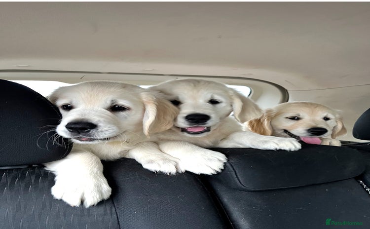 Golden Retriever dogs - Advert 1