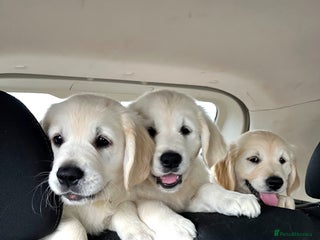 Golden Retriever dogs - Advert 8