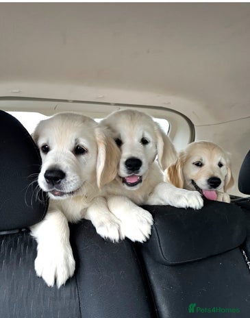 Golden Retriever dogs - Advert 1