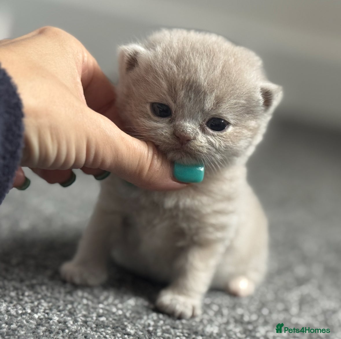 British Shorthair cats TICA SGC mum lilac tortie BSH female kitten  - Advert 4