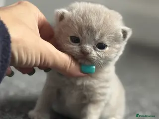 British Shorthair cats TICA SGC mum lilac tortie BSH female kitten - Advert 3