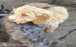 Cockapoo dogs for sale: 2 beautiful cockapoo desperate for forever homes  - Image 32
