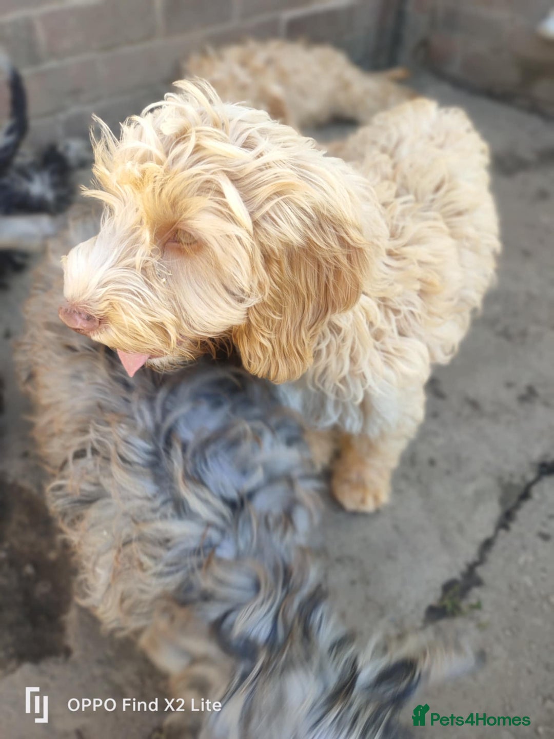 Cockapoo dogs for sale: 2 beautiful cockapoo desperate for forever homes  - Image 32