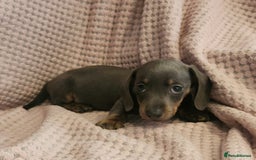 Miniature Dachshund dogs for sale: Beautiful miniature dachshund  - Image 15