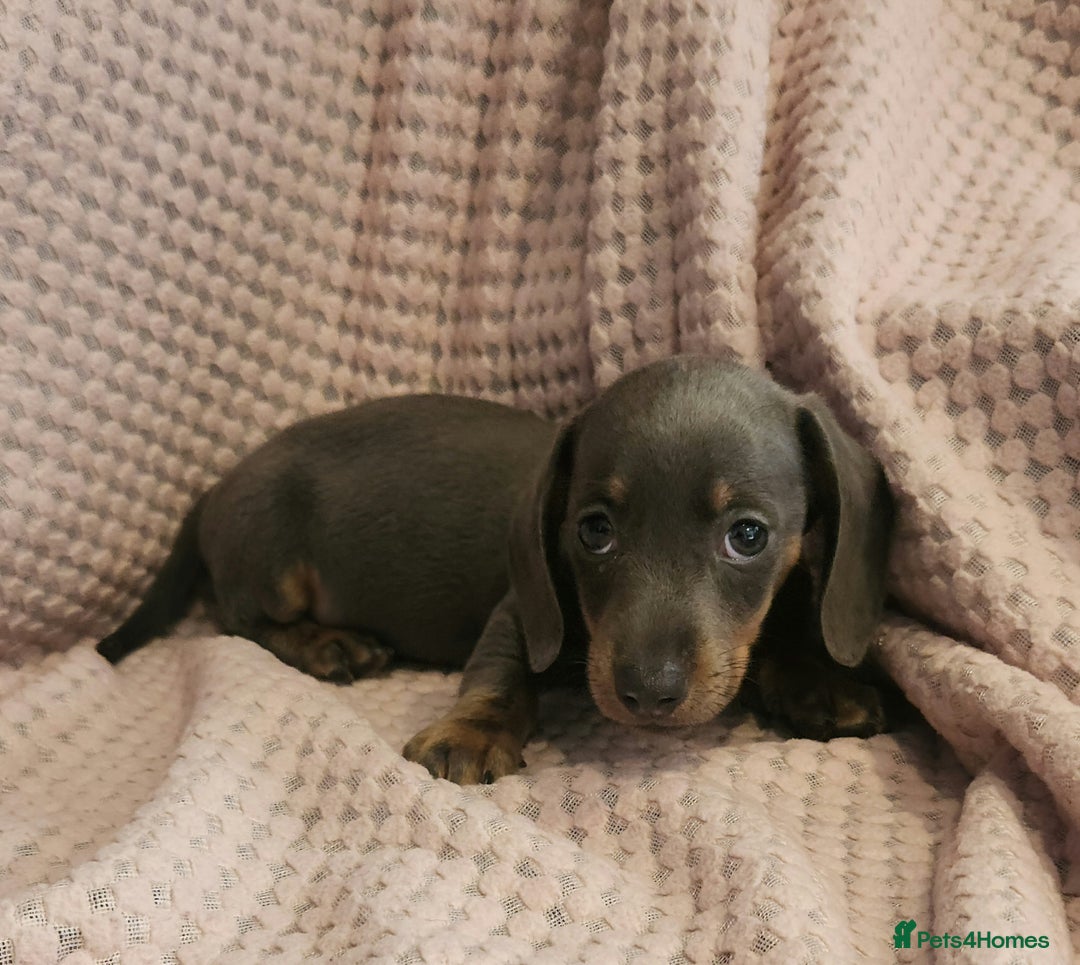 Miniature Dachshund dogs for sale: Beautiful miniature dachshund  - Image 15