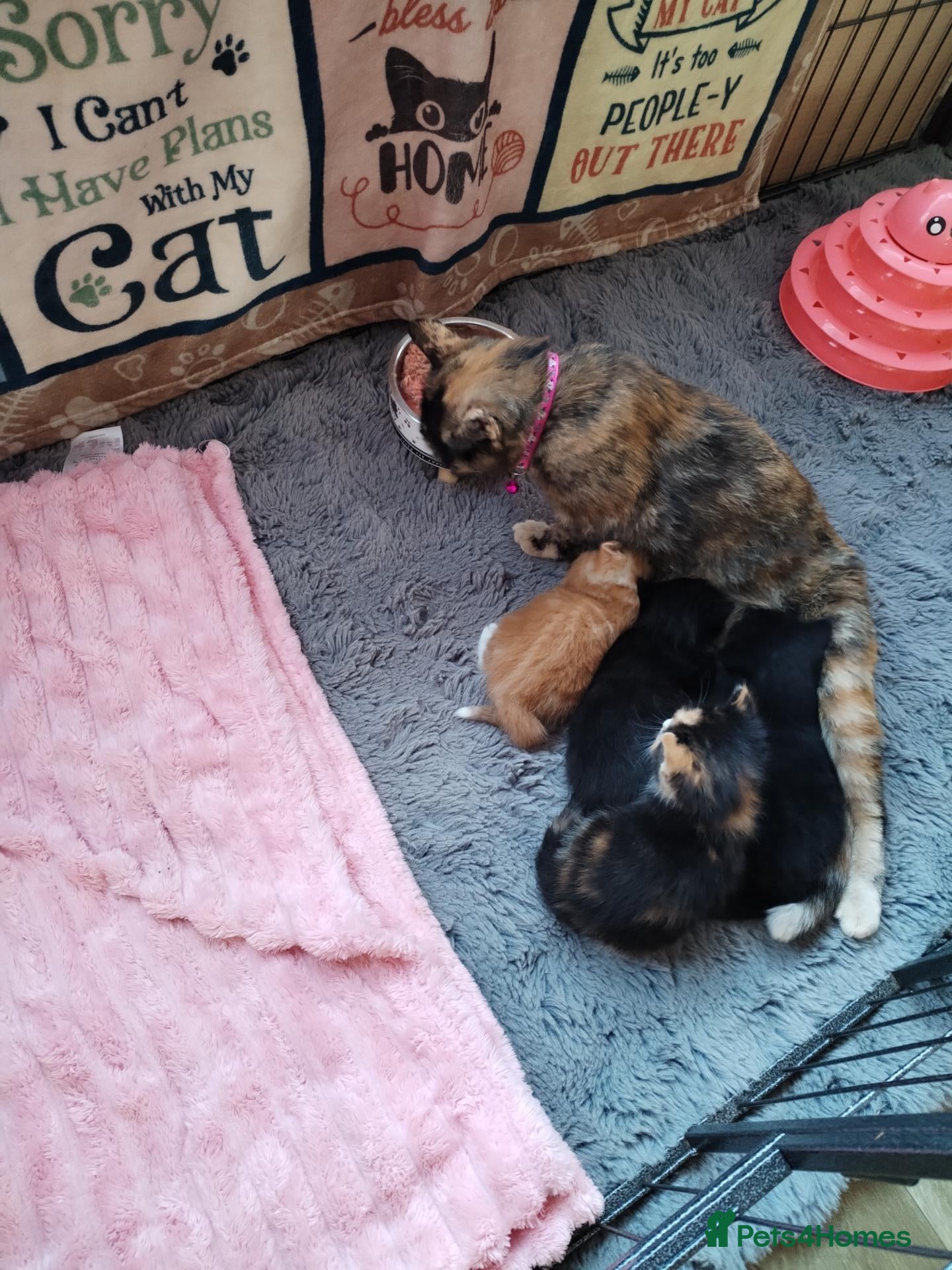 Mixed Breed cats 2 male kittens - Advert 10