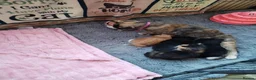 Mixed Breed cats for sale: 2 male kittens - Advert 1
