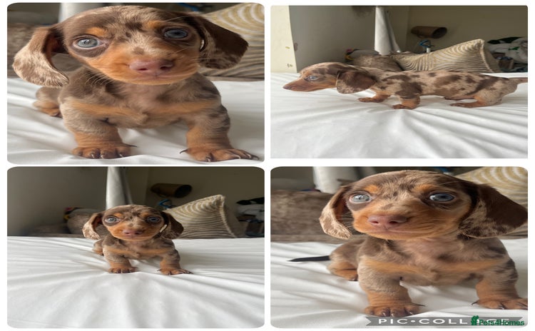 Dachshund dogs - Advert 1