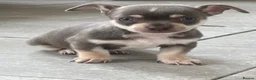 Chihuahua dogs for sale: CHIHUAHUA BEAUTIFUL READY 20TH JUNE LAST BOY - Advert 4