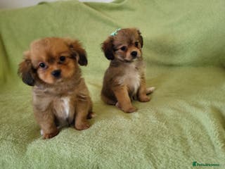 Mixed Breed dogs Cavapom - Advert 4