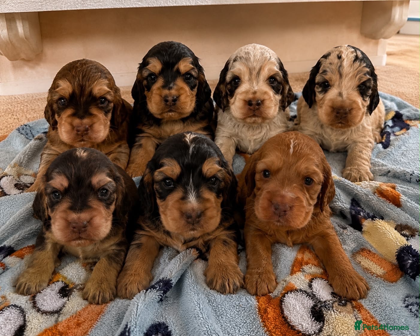 Cocker Spaniel dogs 🐾 Beautiful Show Cocker Spaniel Puppies 🐶  - Advert 1