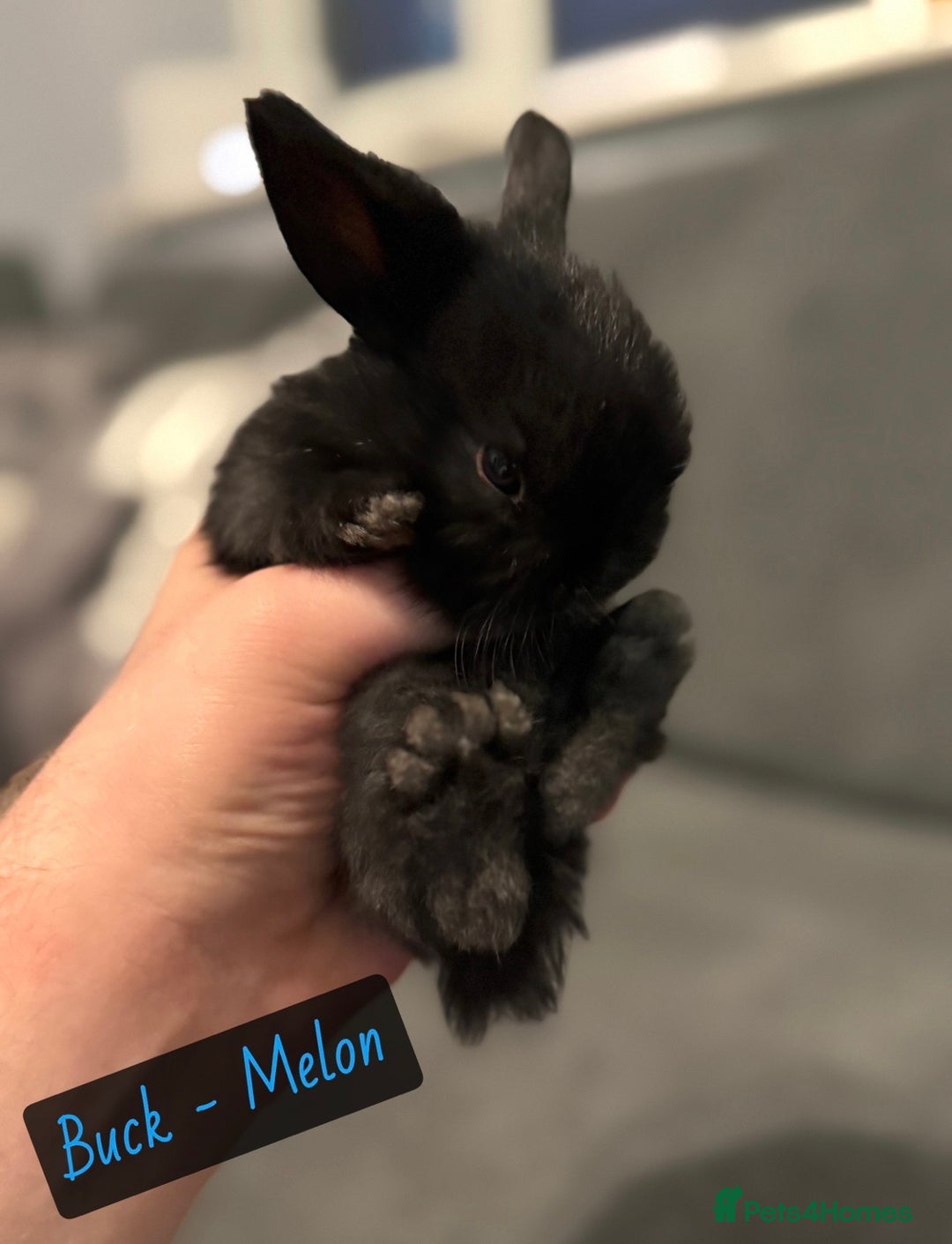 Mini Lop rabbits for sale: PURE BREED BABY MINI LOPS - Image 6