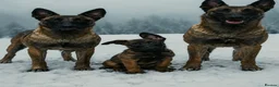 Belgian Shepherd Dog dogs for sale: Belgian Malinois Puppies - Advert 1