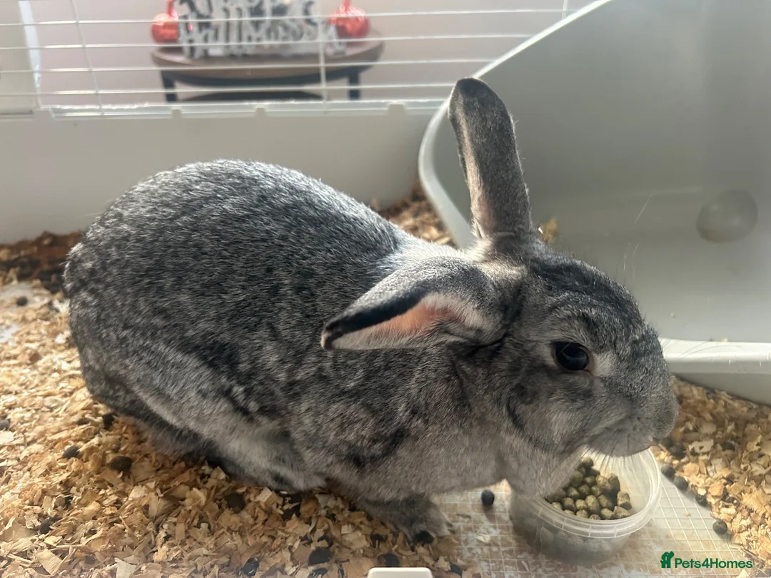 Mini Lop rabbits for sale: Grey mini lop in Nuneaton - Advert 2