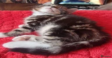 Mixed Breed cats - Advert 5