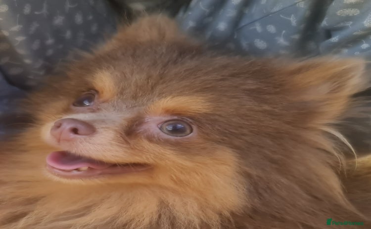 Pomeranian dogs - Advert 6