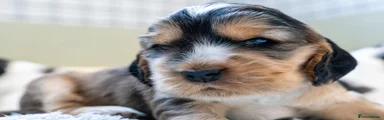 Chocolate sable boy - Available 