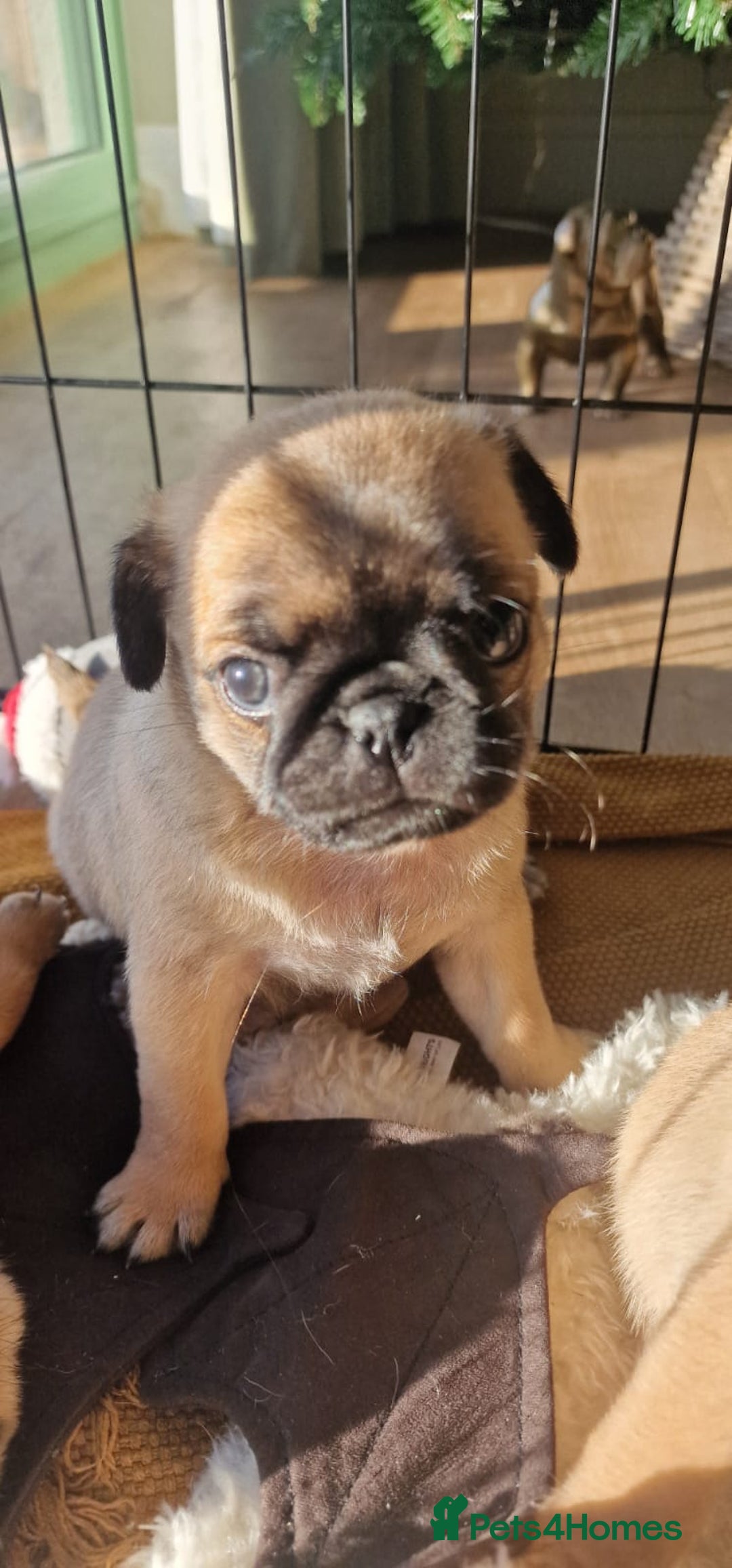 Mixed Breed dogs for sale: Pug/Japanese chin puppies - Advert 10