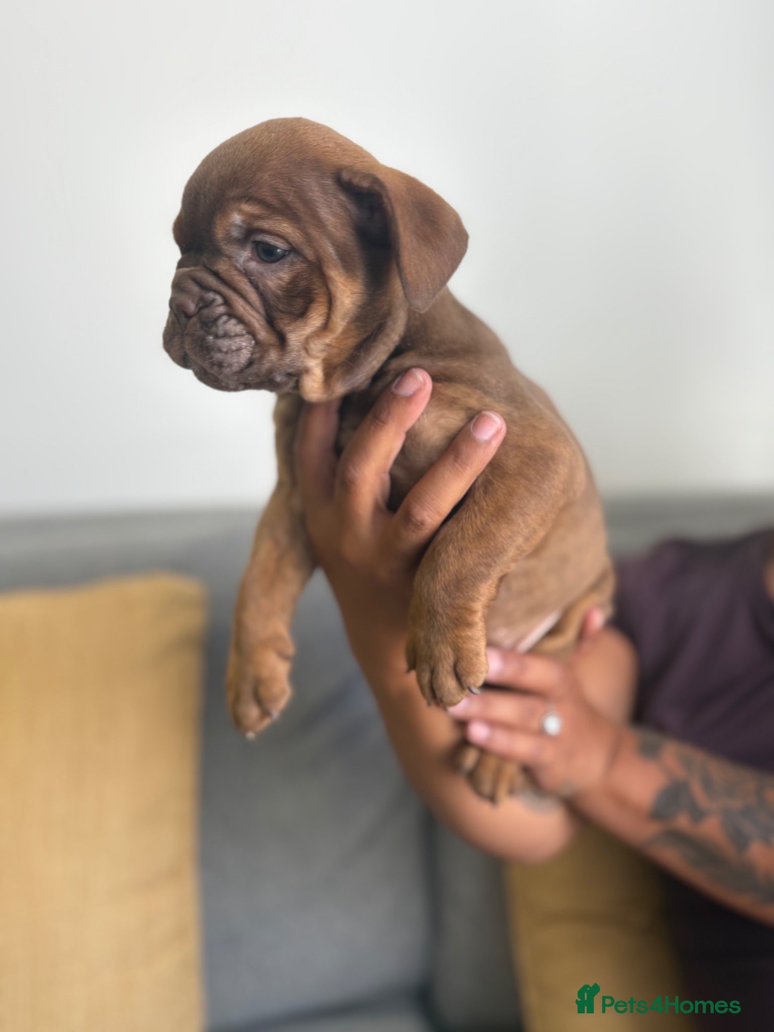 English Bulldog dogs English bulldogs !!ONLY 3 LEFT!! - Advert 2