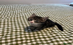 Mixed Breed cats for sale: Grey, black & white female kitten, 7 weeks old - Image 3