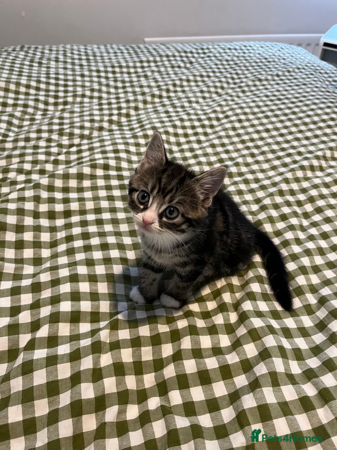 Mixed Breed cats for sale: Grey, black & white female kitten, 7 weeks old - Image 3