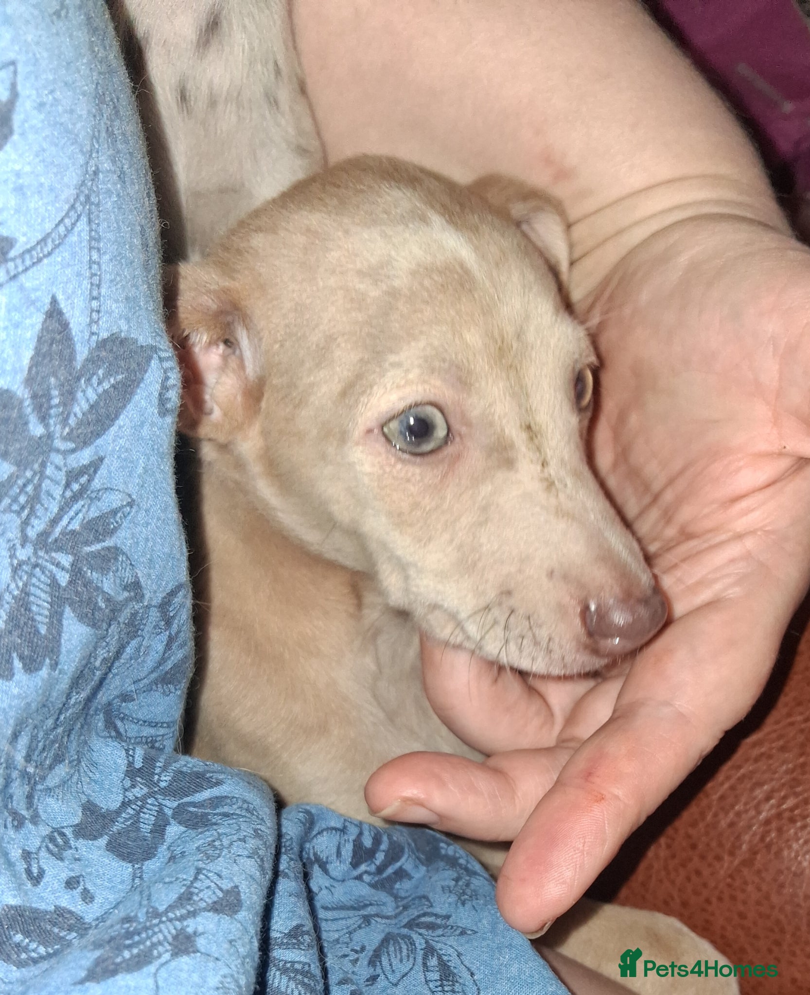 Italian Greyhound dogs Italian greyhound / whippet  - Advert 2