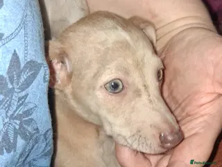 Italian Greyhound dogs Italian greyhound / whippet - Advert 2